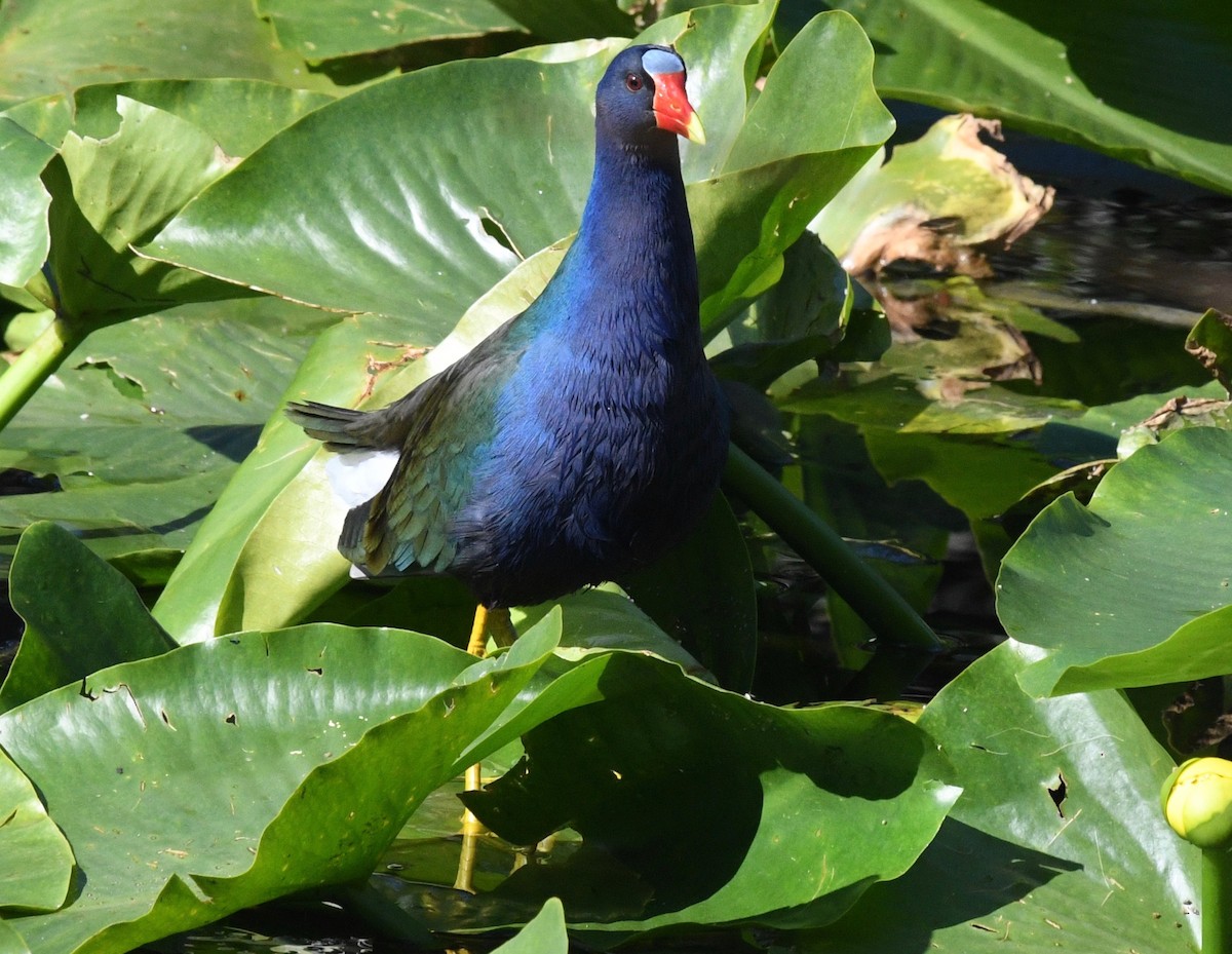 Purple Gallinule - barbara segal