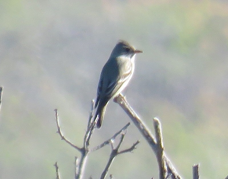 Greater Pewee - Robin Gurule