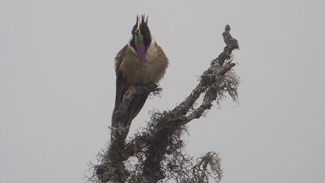 Buffy Helmetcrest - ML409321721