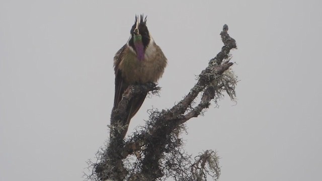 Buffy Helmetcrest - ML409321721