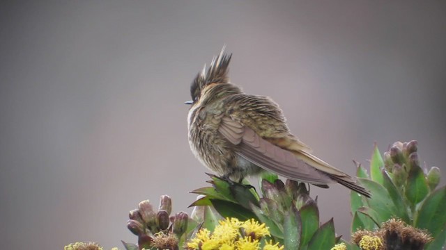 Colibrí Chivito del Nevado del Ruiz - ML409321781