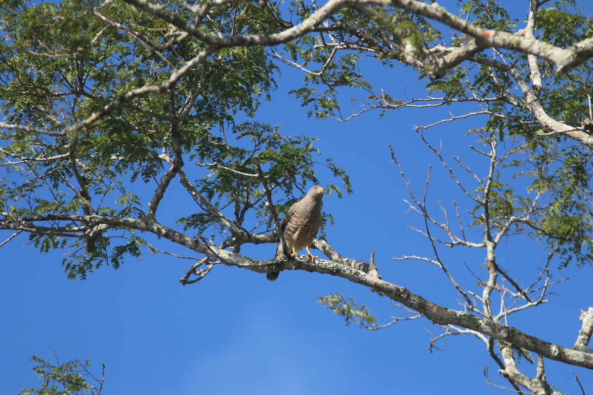 Roadside Hawk - ML409322261