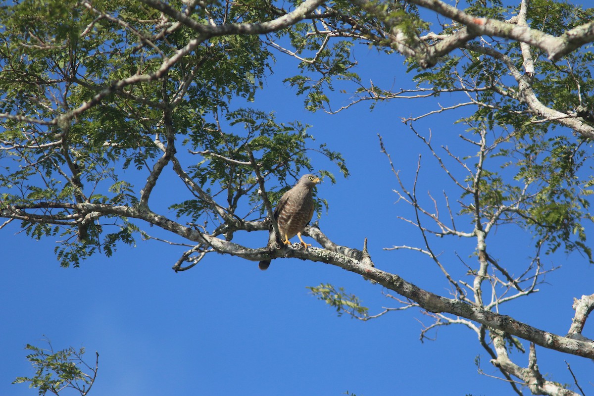 Roadside Hawk - ML409322281