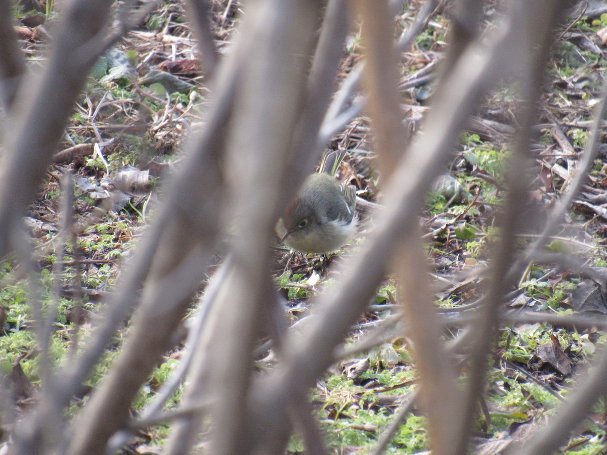 Ruby-crowned Kinglet - John Coyle