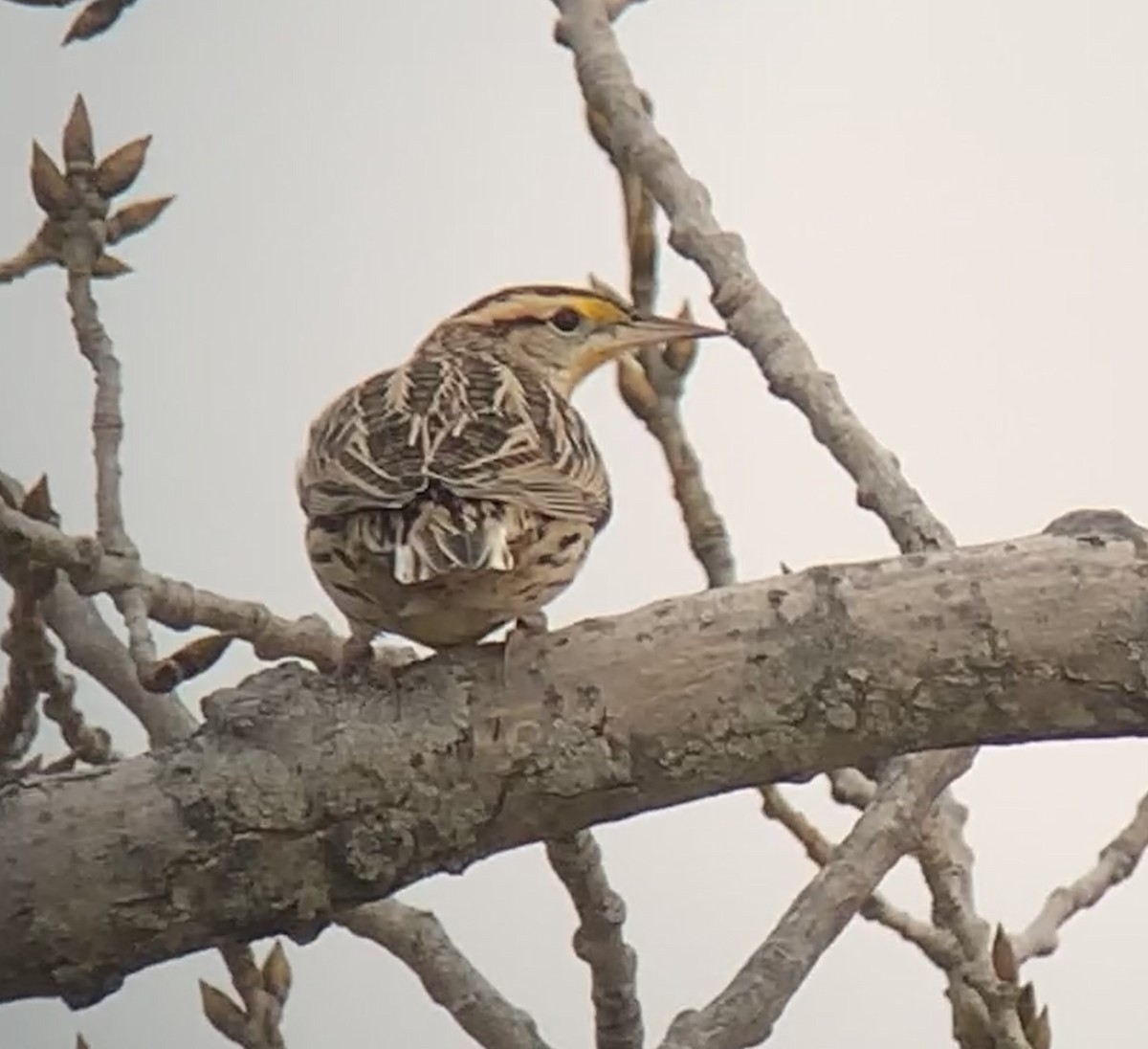 Eastern Meadowlark (Eastern) - ML409322441