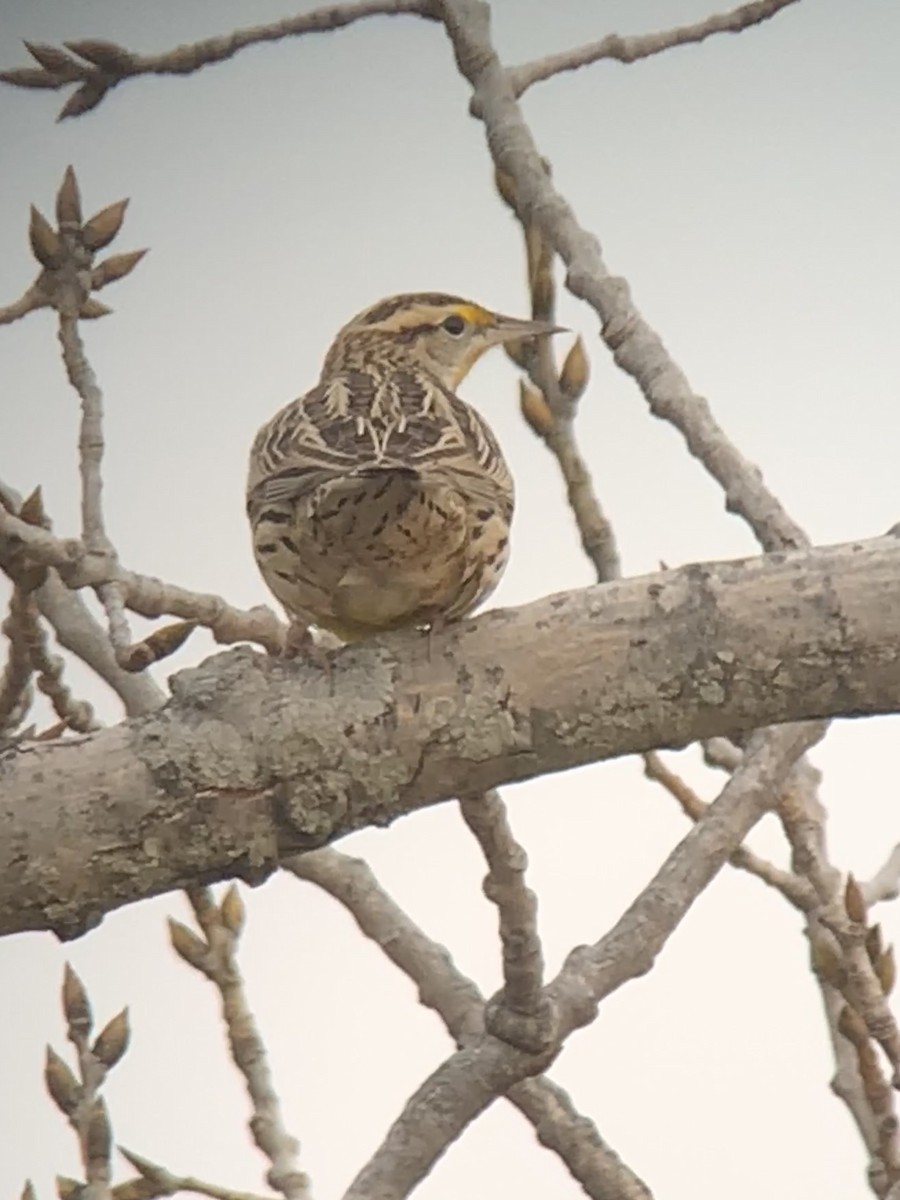 Eastern Meadowlark (Eastern) - ML409322461