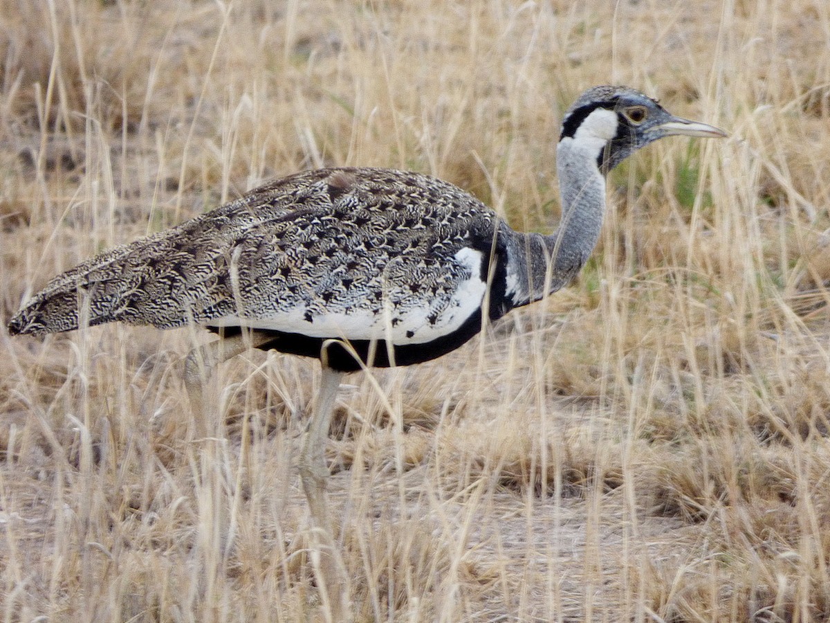 Hartlaub's Bustard - ML409327181