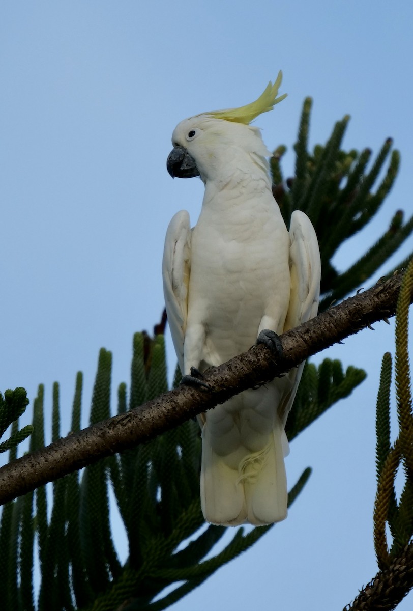 Sulphur-crested Cockatoo - ML409328431