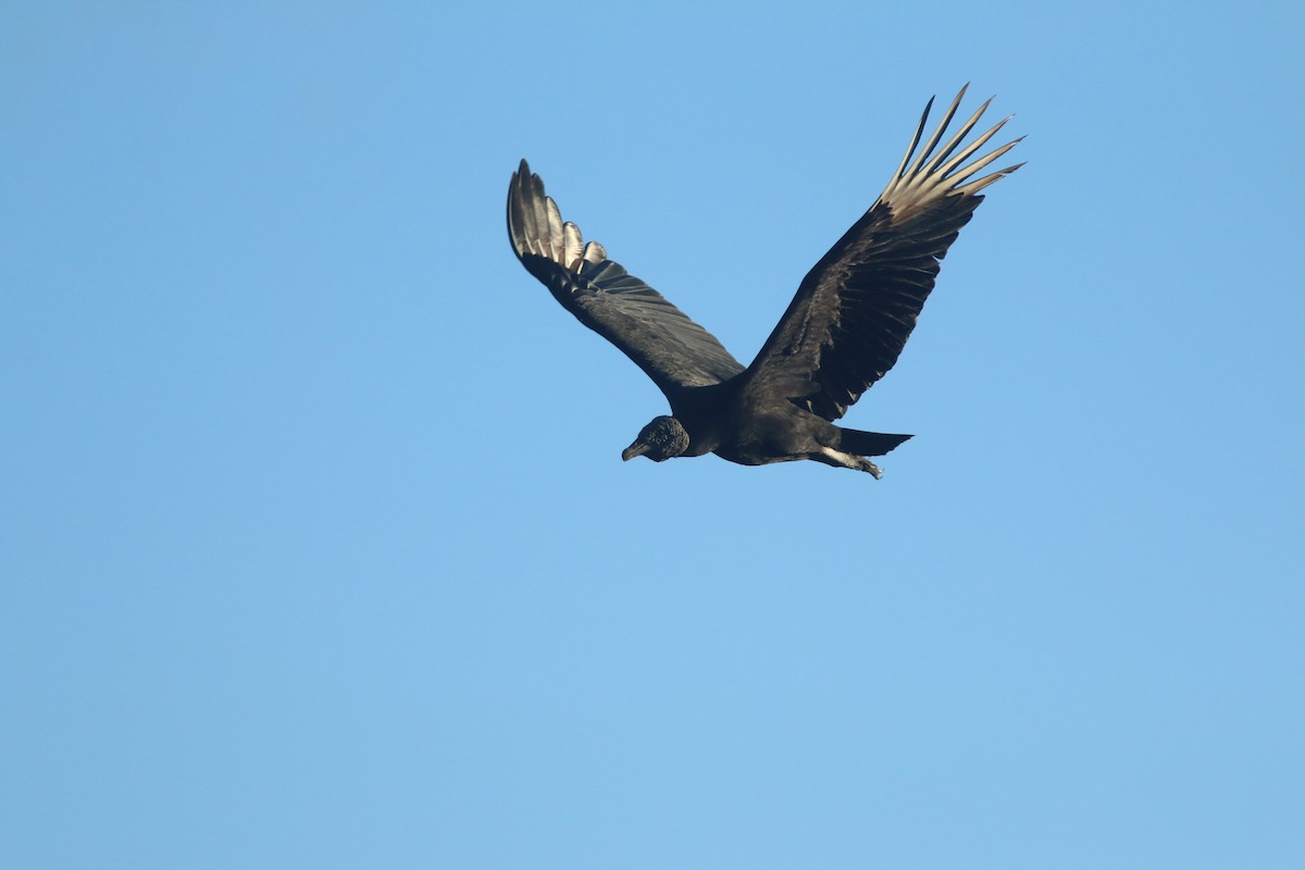 Black Vulture - Jared Clarke