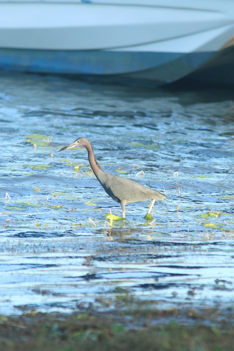 Little Blue Heron - ML409330201