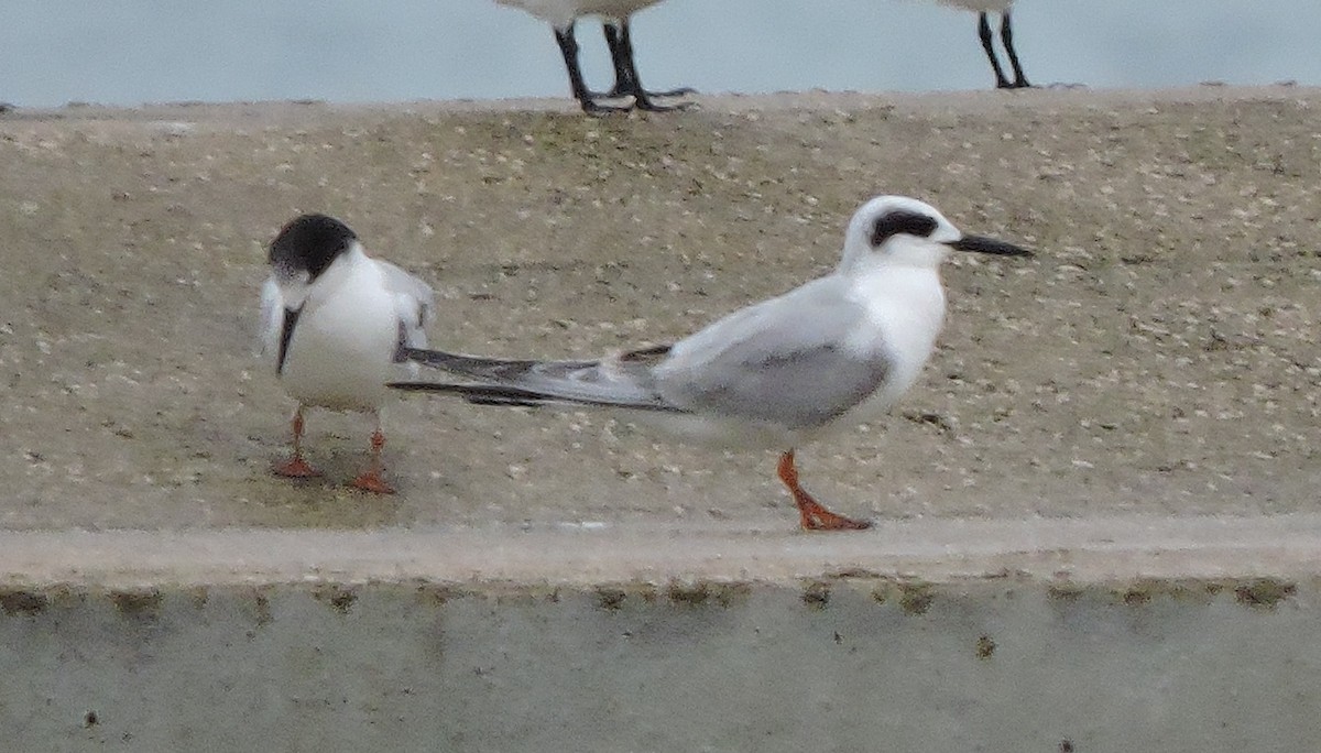 Forster's Tern - Isael Mai
