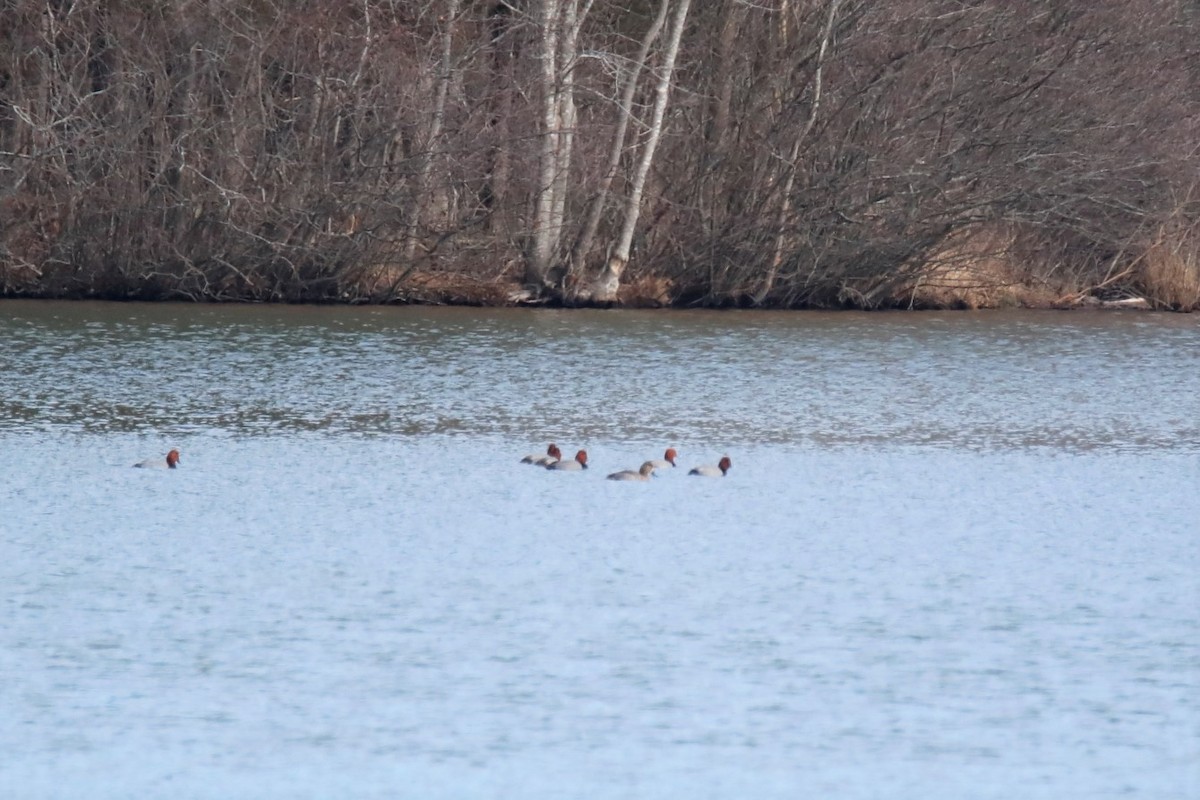 Redhead - ML409331811