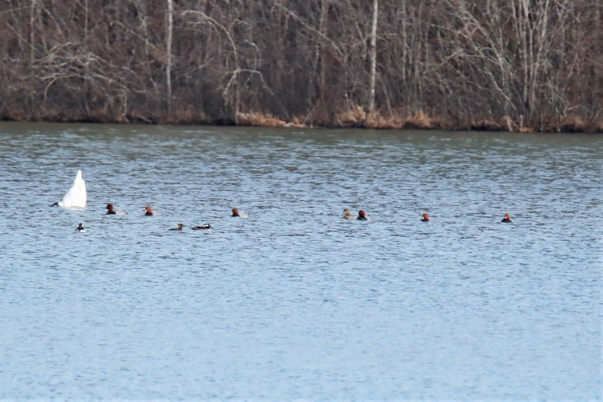 Redhead - ML409331821