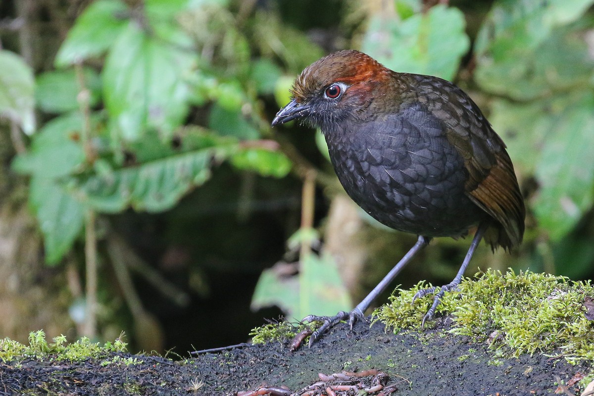 Chestnut-naped Antpitta - Ryan Zucker