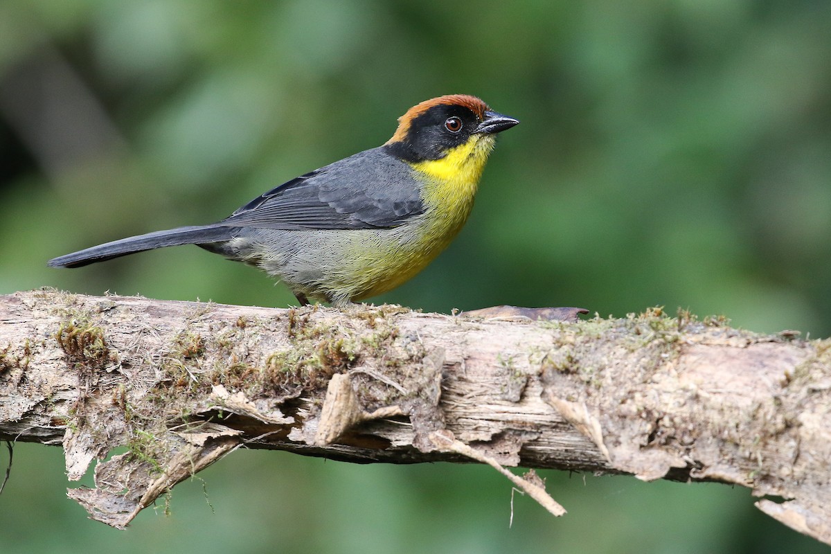 Yellow-breasted Brushfinch - ML409332351