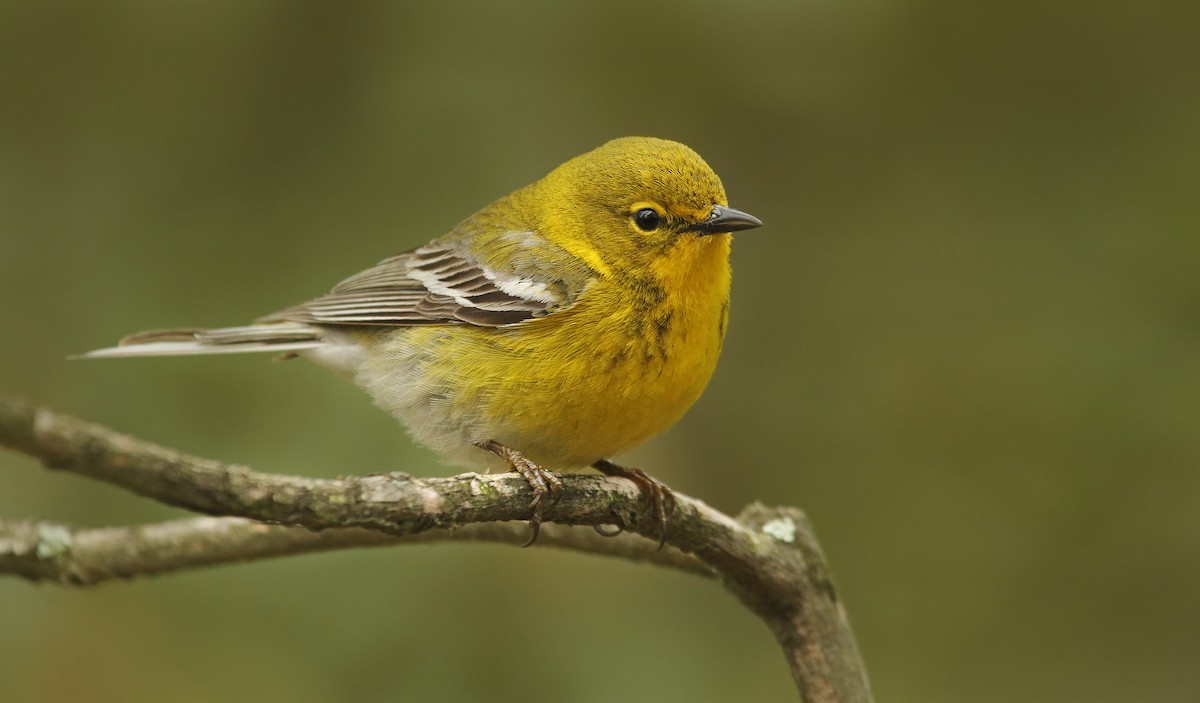 Pine Warbler - ML40933351