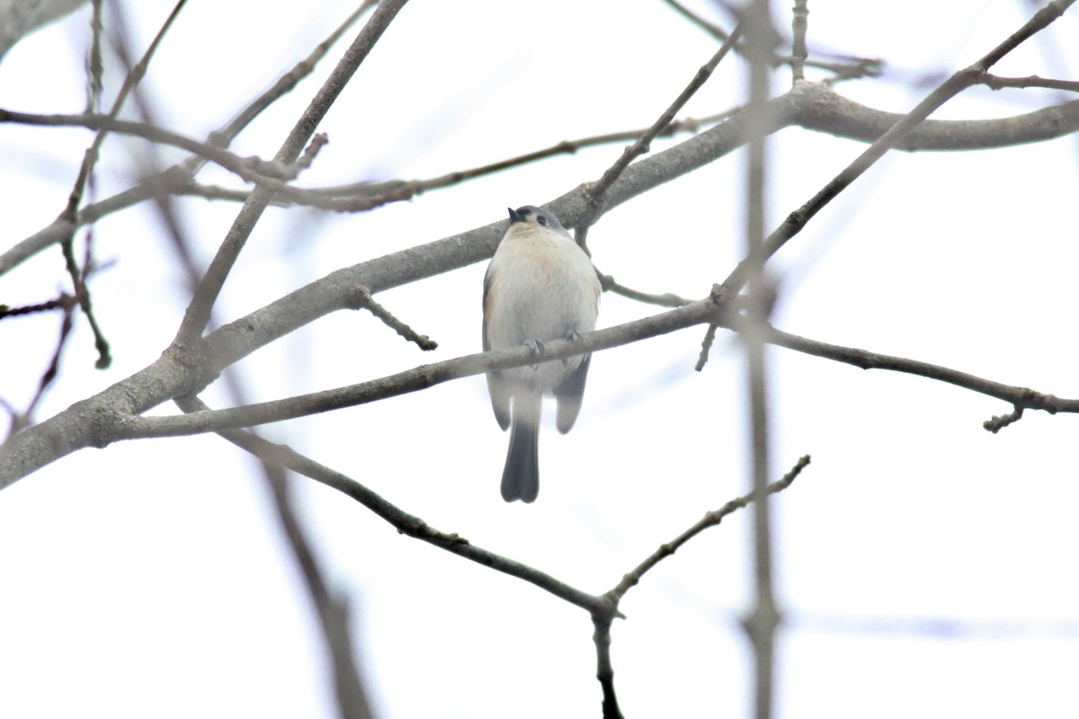 Tufted Titmouse - ML409334571