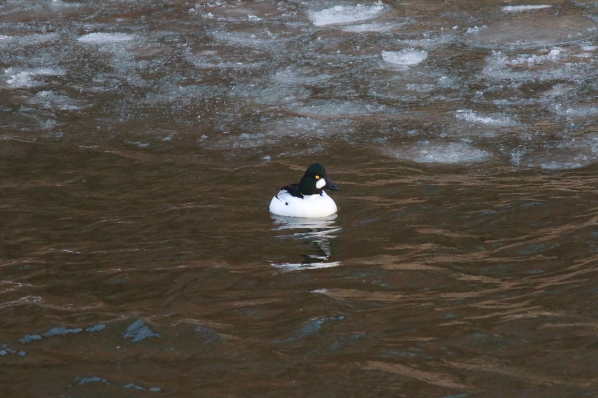 Common Goldeneye - ML409335301