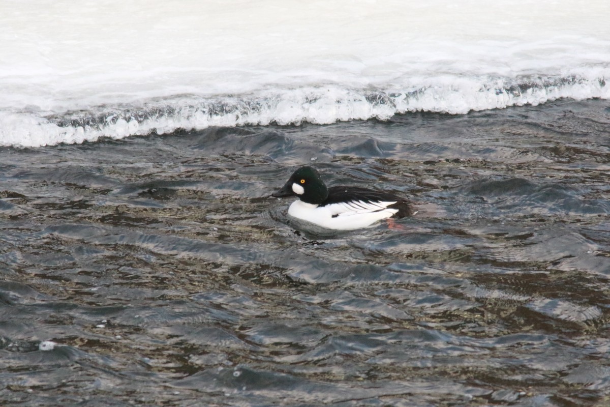 Common Goldeneye - ML409335601