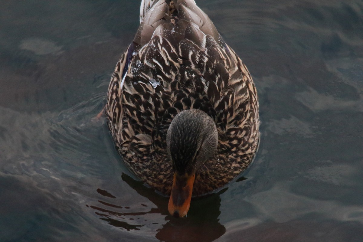 Mallard - ML409335861