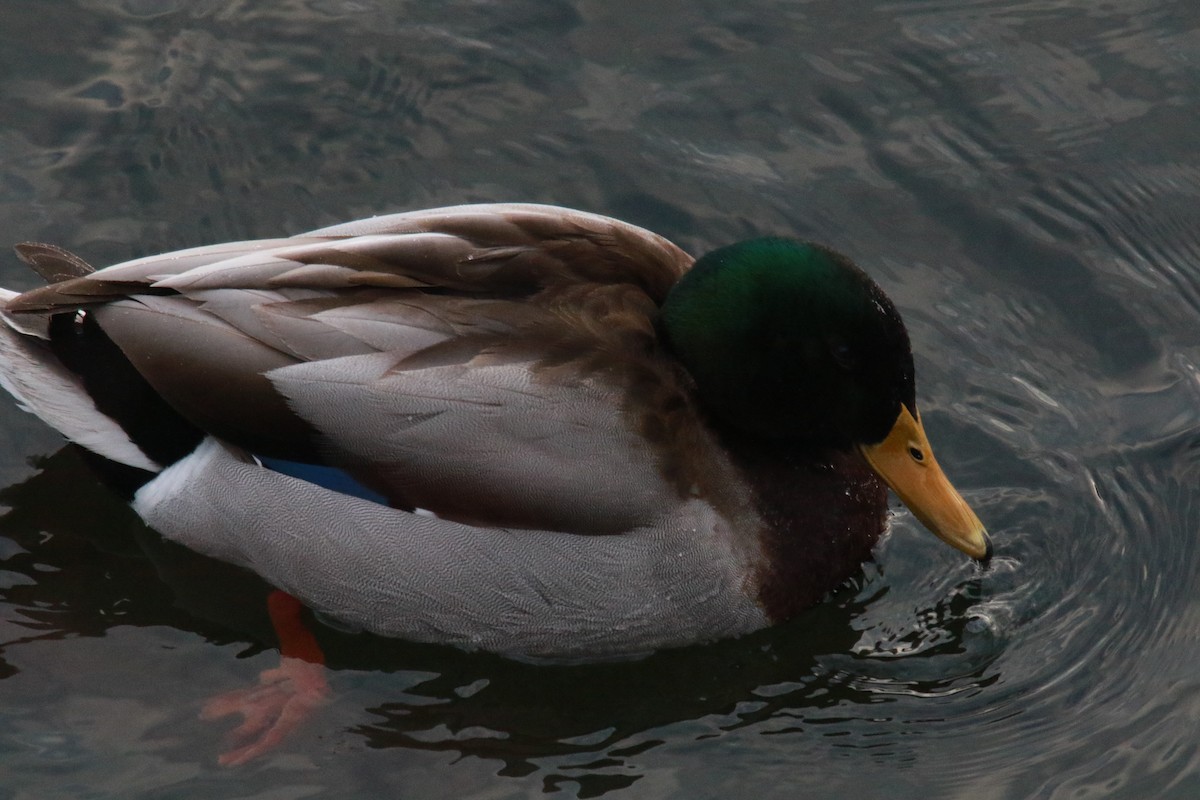 Mallard - ML409335931