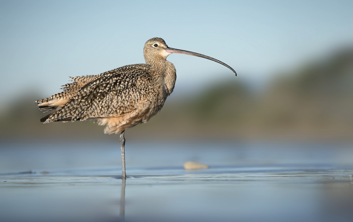 Long-billed Curlew - Anonymous