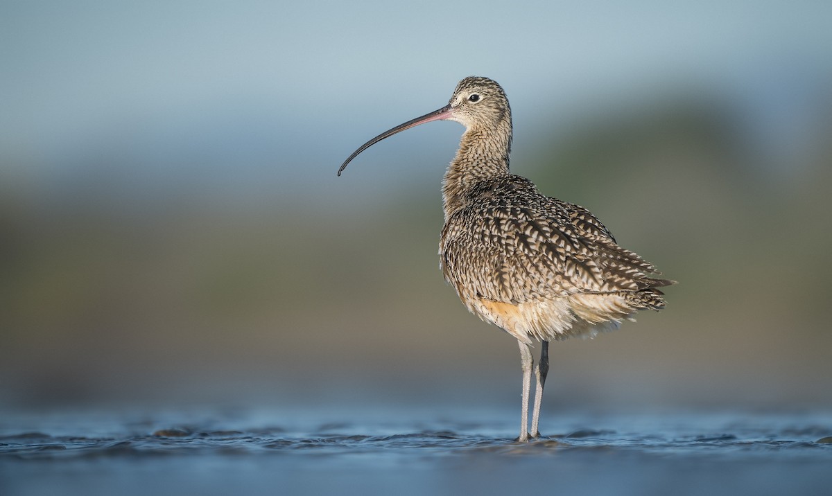 Long-billed Curlew - Anonymous