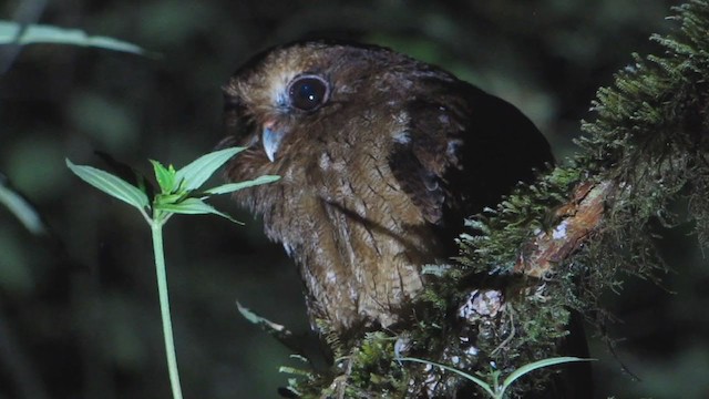 Rufescent Screech-Owl (Colombian) - ML409336401