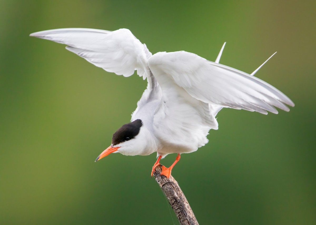 Common Tern - ML409337391