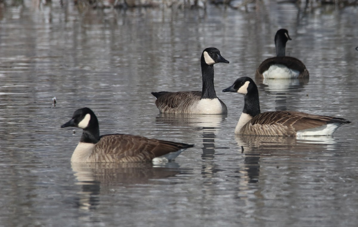 Canada Goose - ML409337511