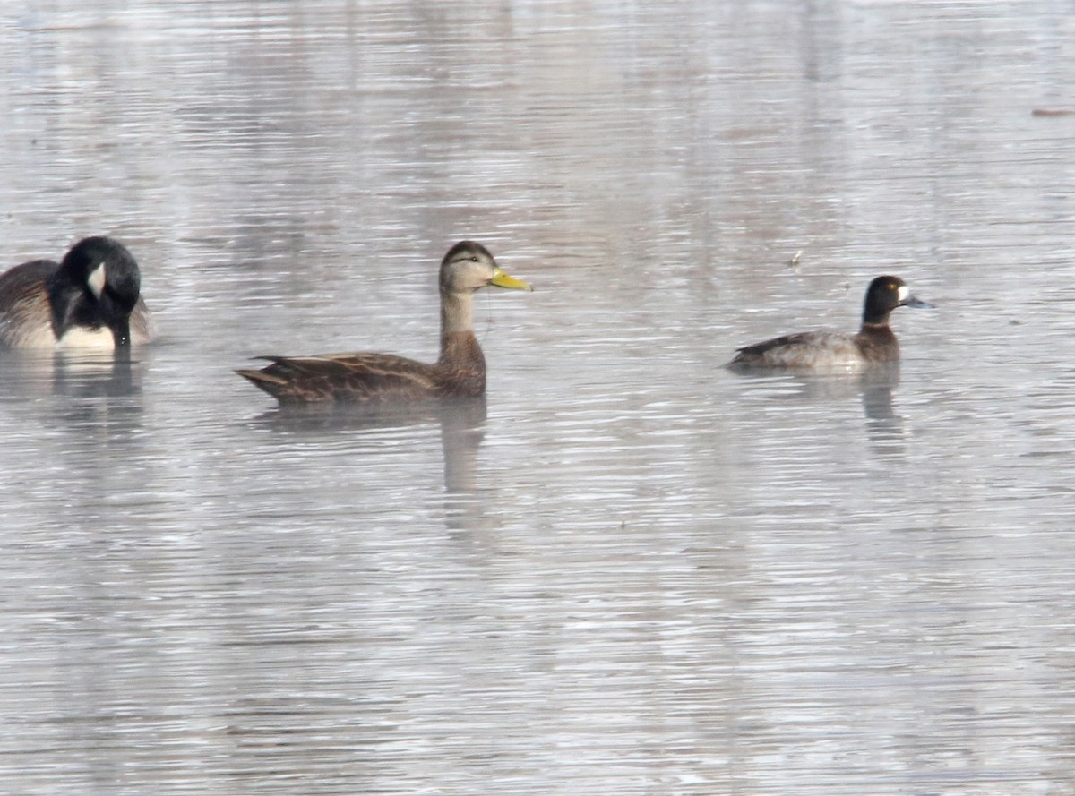 American Black Duck - ML409337541