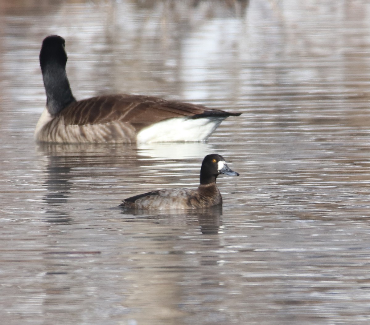 Lesser Scaup - Mark Nale