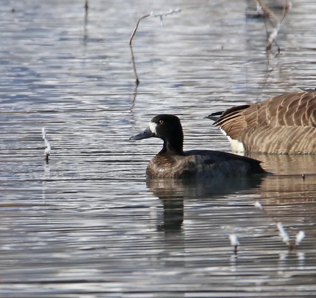 Lesser Scaup - ML409337651