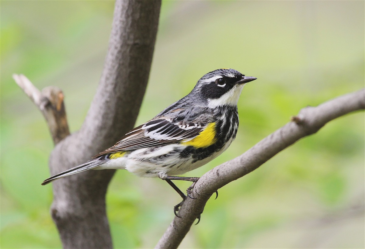 Пісняр-лісовик жовтогузий (підвид coronata) - ML40933771