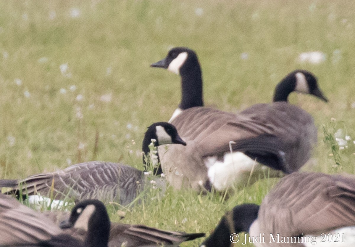 Cackling Goose - ML409338551