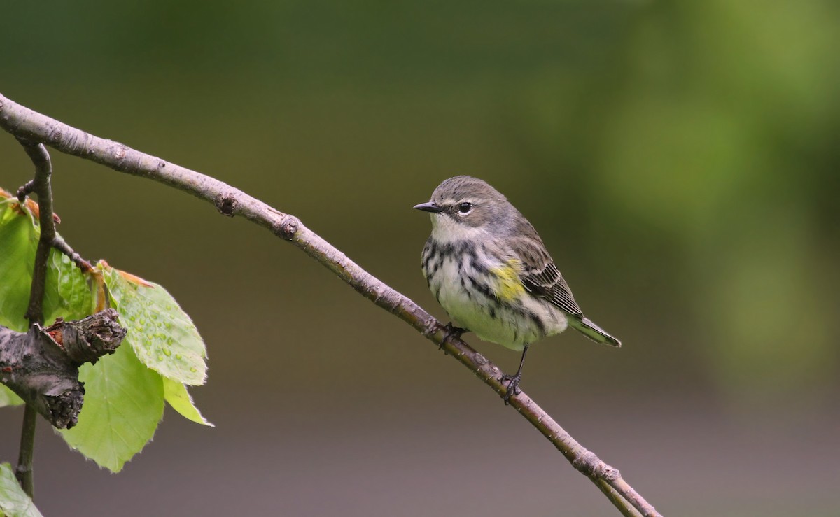 lesňáček žlutoskvrnný (ssp. coronata) - ML40933871