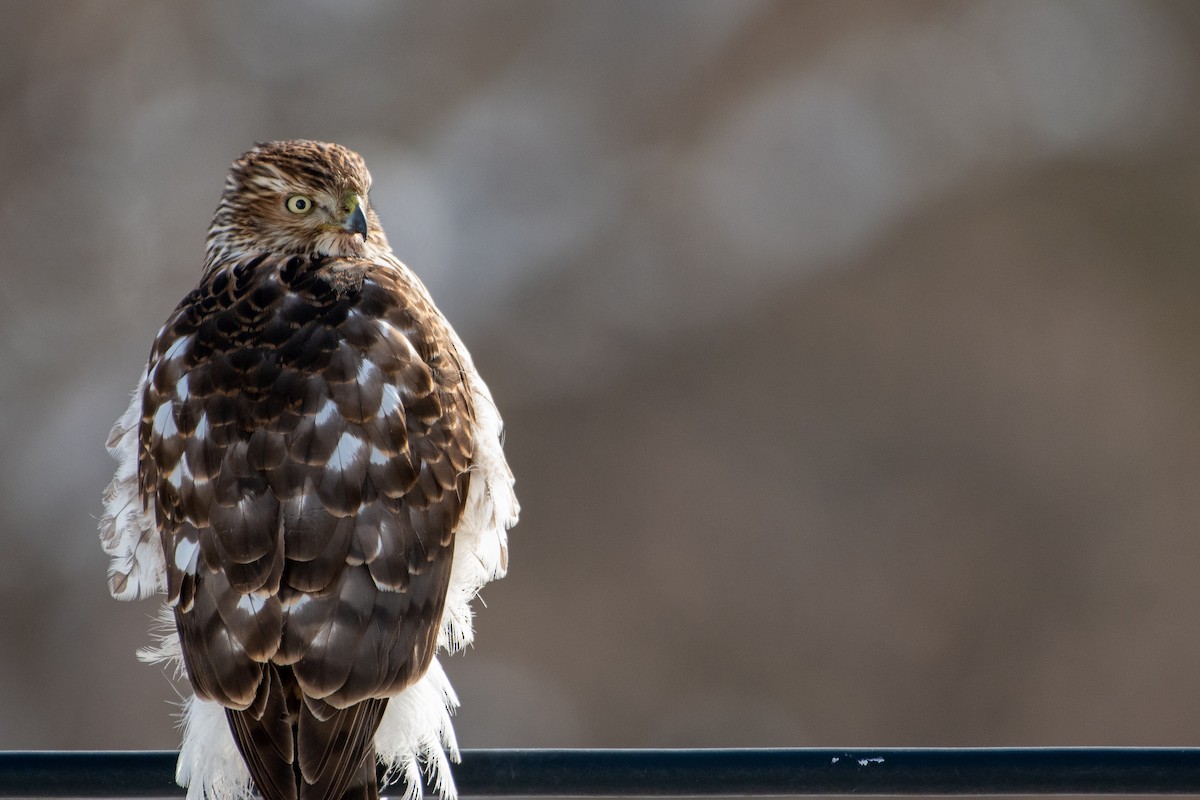 Cooper's Hawk - Richard Littauer