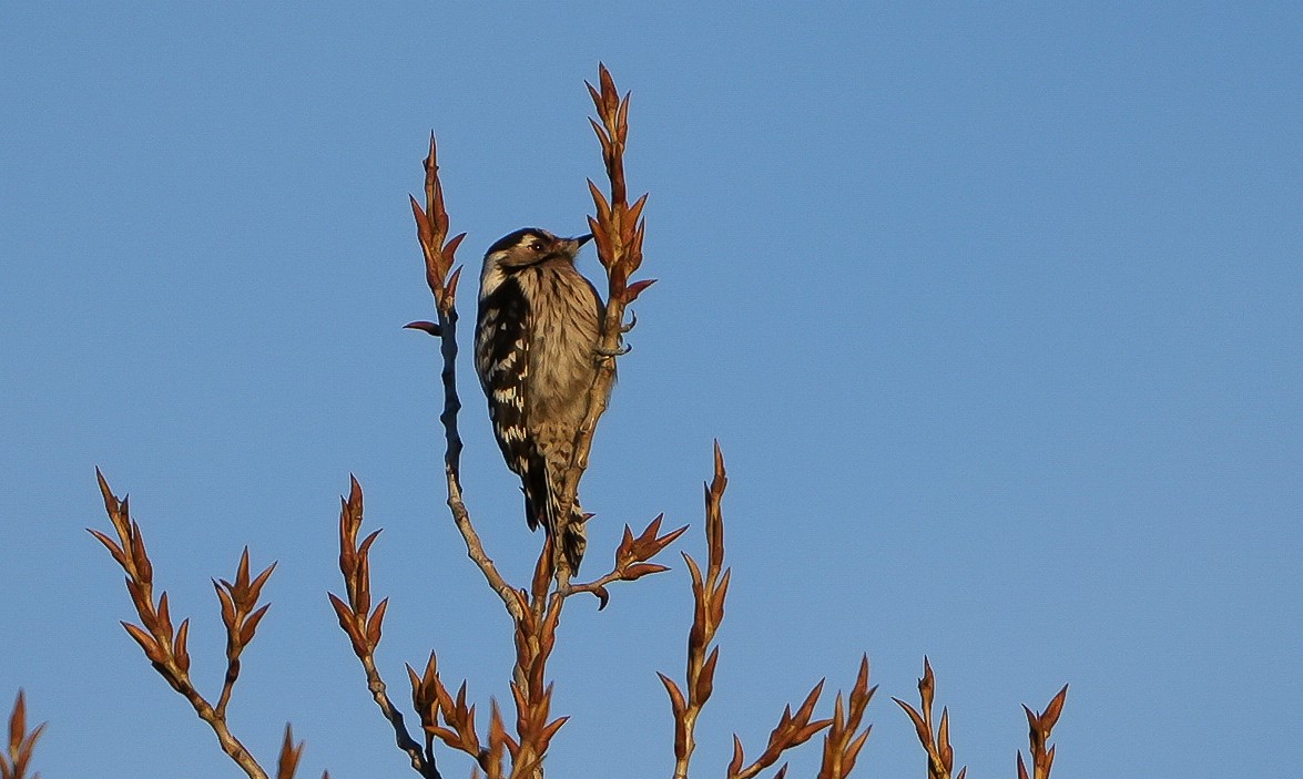 Lesser Spotted Woodpecker - Daniel López-Velasco | Ornis Birding Expeditions