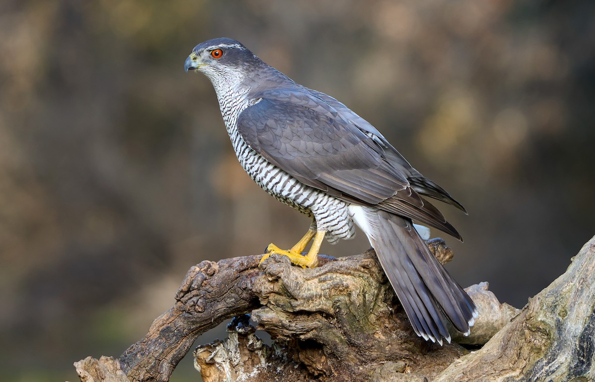Eurasian Goshawk - Daniel López-Velasco | Ornis Birding Expeditions