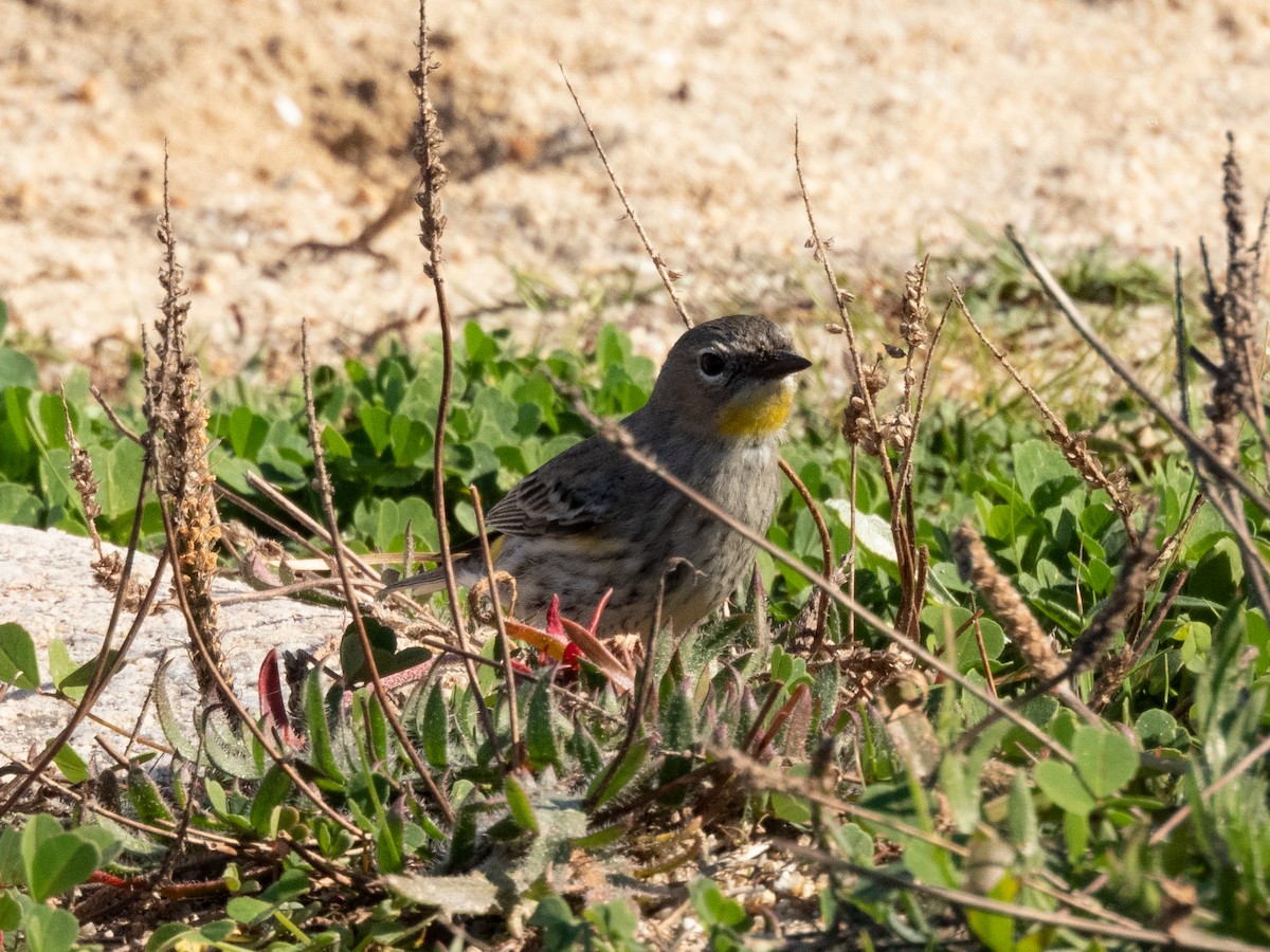 lesňáček žlutoskvrnný (ssp. auduboni) - ML409340881