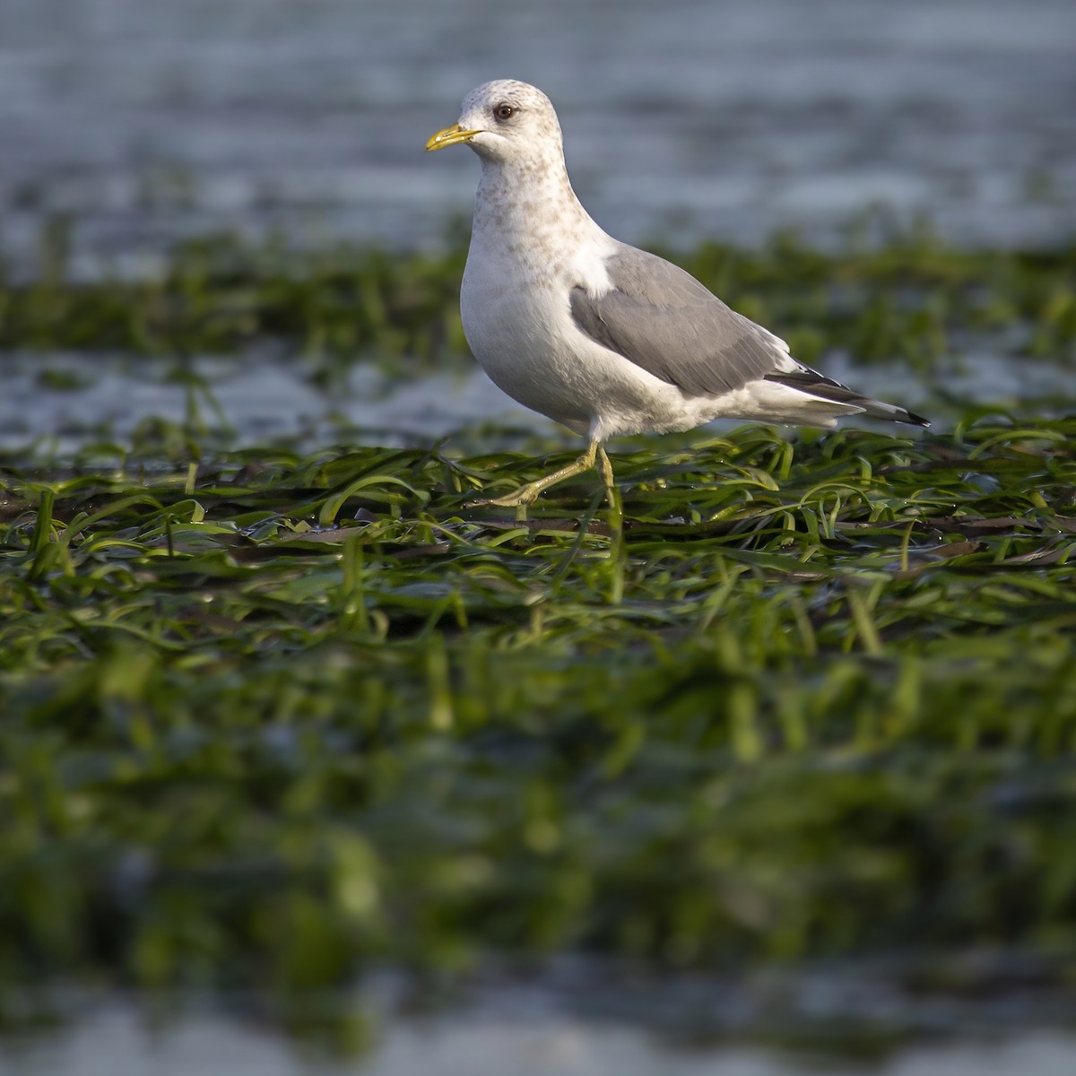 Short-billed Gull - Jessica Hadley