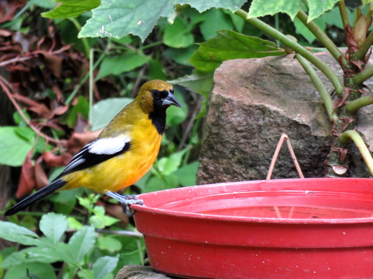 Oriole de Jamaïque - ML40934351