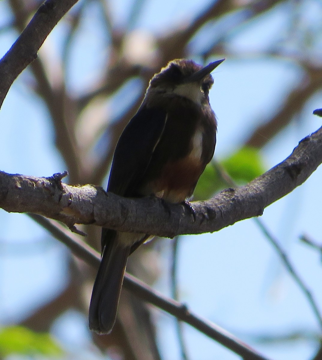 Jacamar à tête pâle - ML409344381