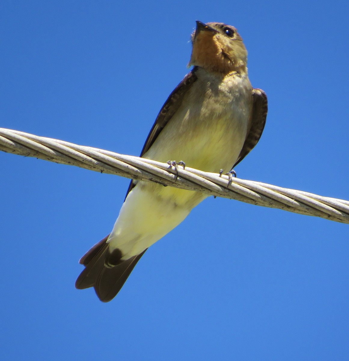 Southern Rough-winged Swallow - Alfredo Correa