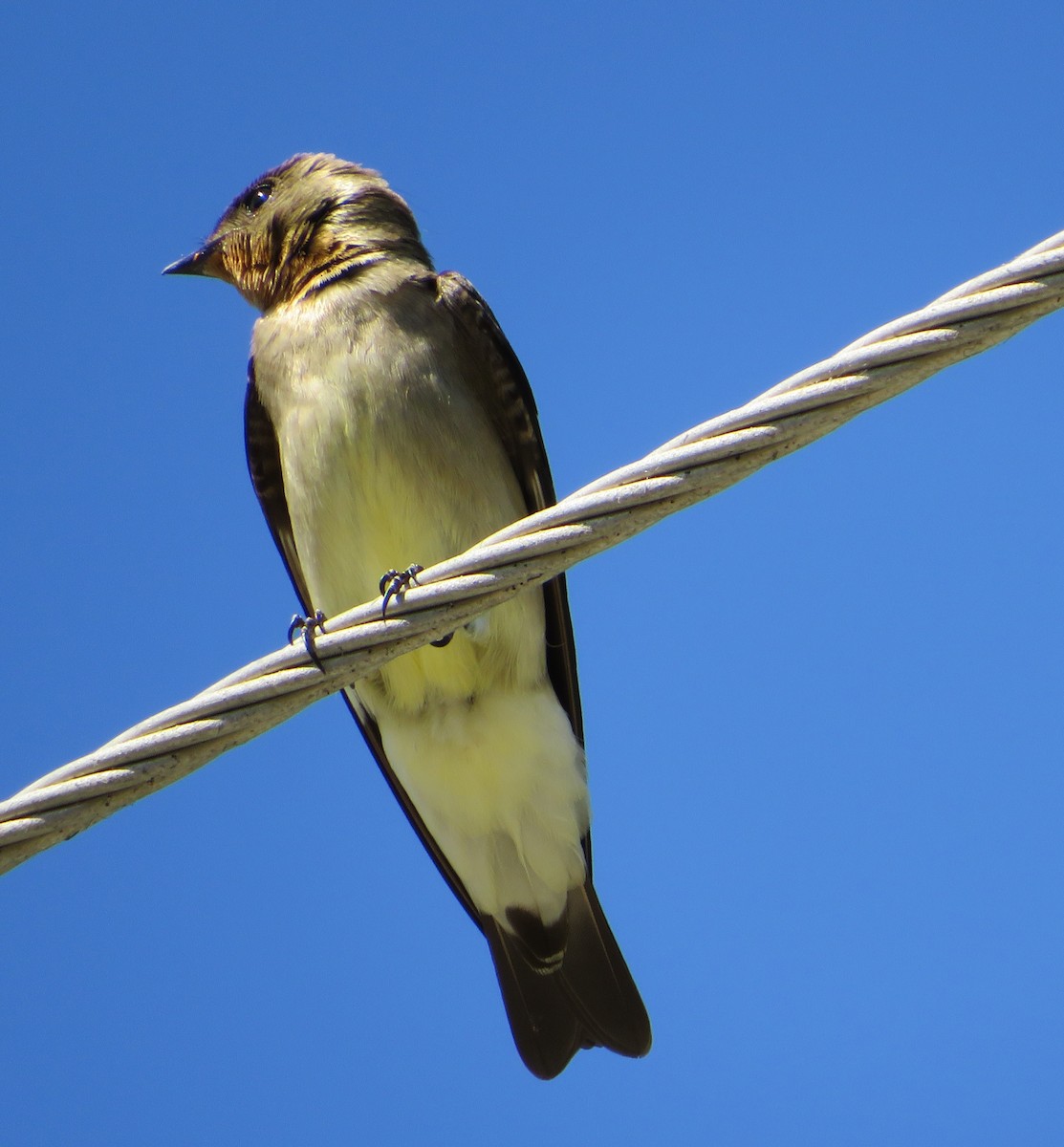 Golondrina Gorjirrufa - ML409345631