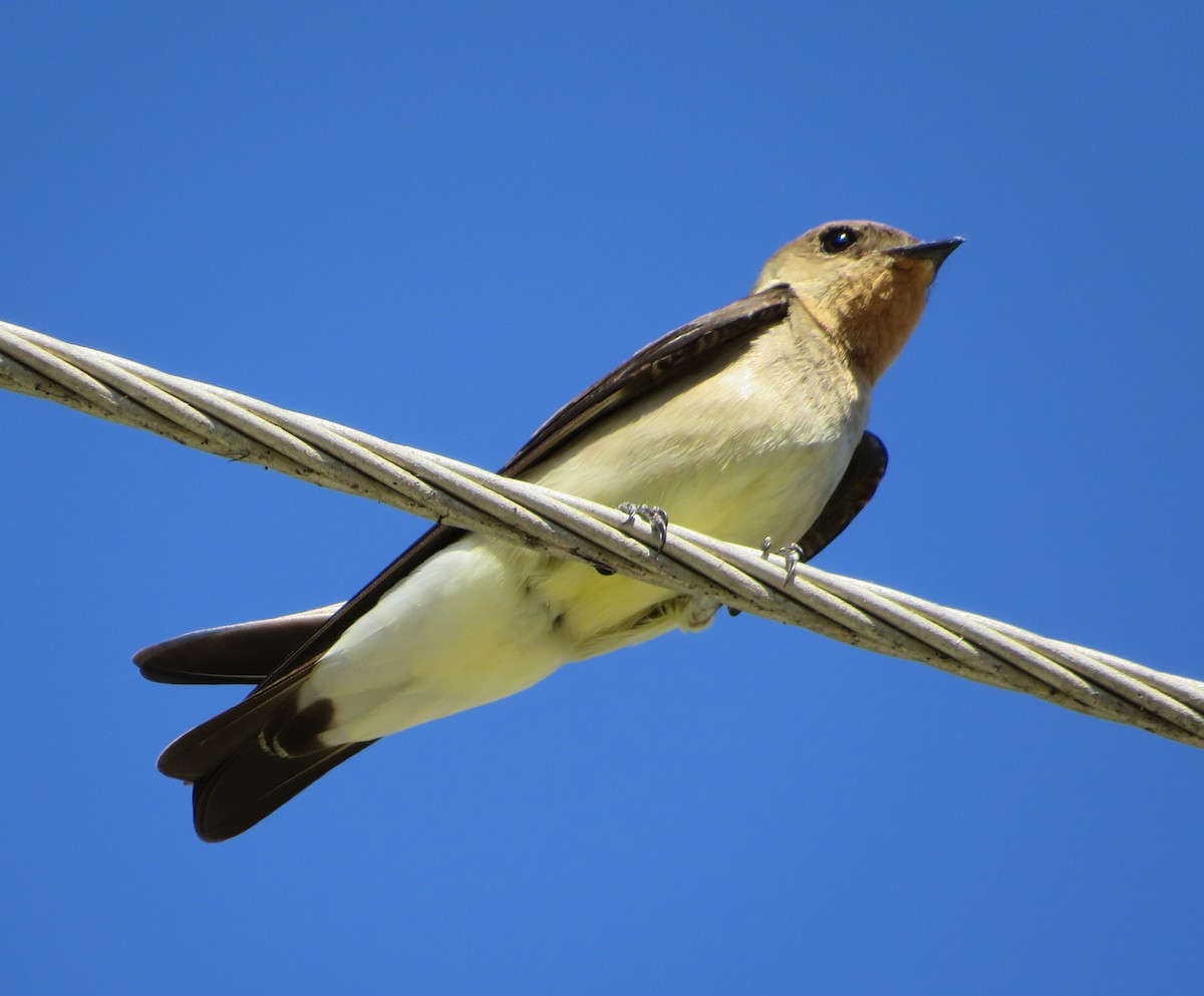 Golondrina Gorjirrufa - ML409345641