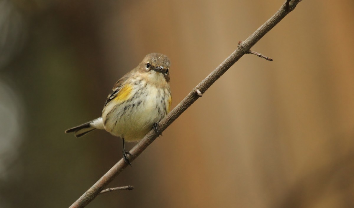 Yellow-rumped Warbler (Myrtle) - ML40934761
