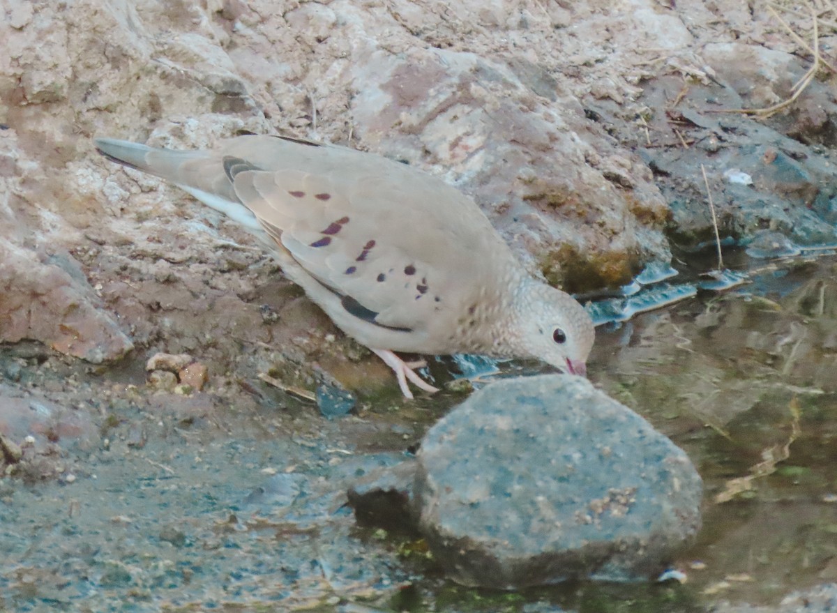 Common Ground Dove - ML409348121