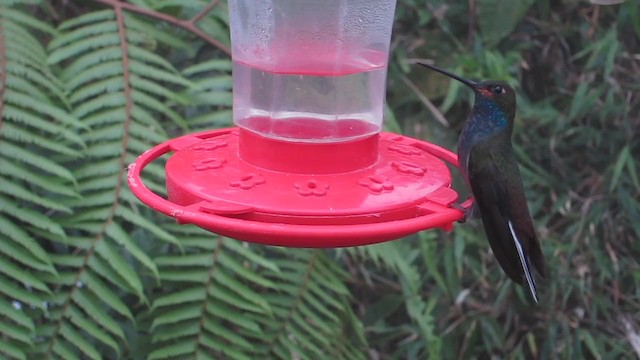 Colibrí de Bouguer Occidental - ML409349711