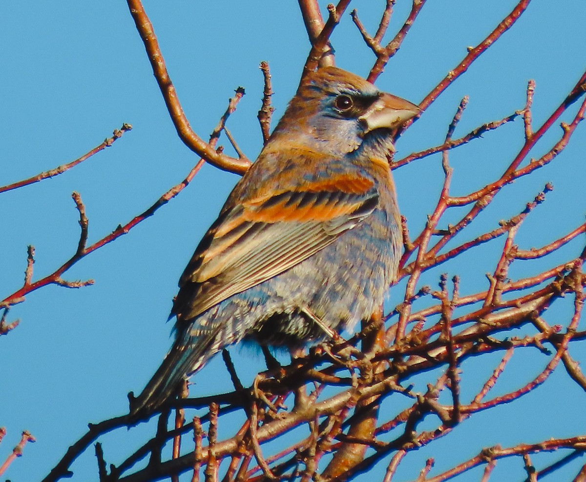 Blue Grosbeak - ML409349841